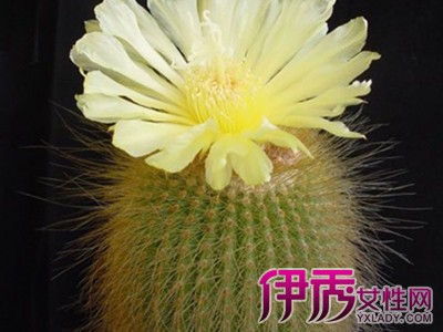 仙人球花语代表什么|life.yxlady.com-伊秀生活小