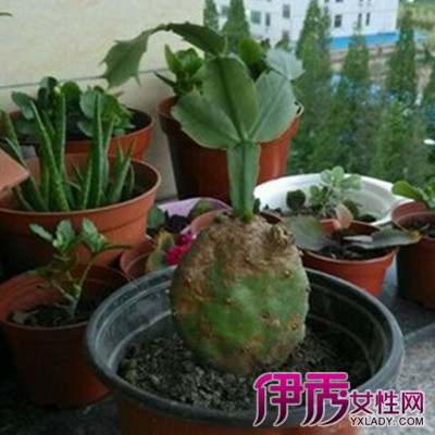 【图】仙人掌嫁接蟹爪兰图片