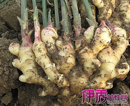 盆栽姜怎么种|life.yxlady.com