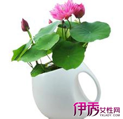 碗莲为什么不长根|life.yxlady.com