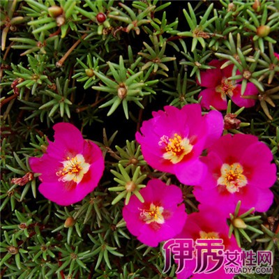 太阳花什么时候播种|life.yxlady.com