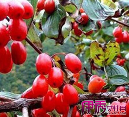 制山茱萸的功效与作用|life.yxlady.com