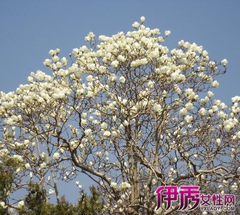 玉兰树叶|life.yxlady.com