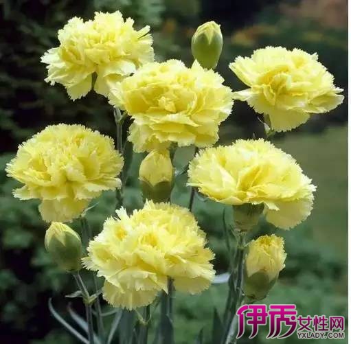 康乃馨鲜花可以养几天|life.yxlady.com