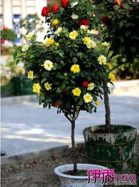 月季嫁接砧木有哪些|life.yxlady.com