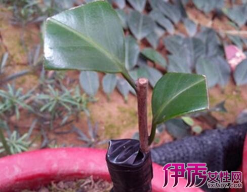 茶花嫁接用什么树|life.yxlady.com