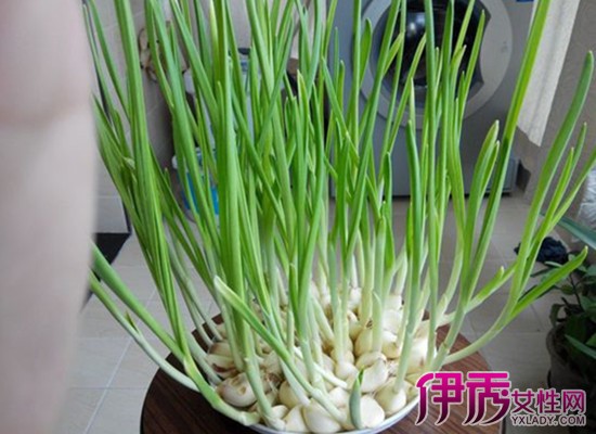 水培大蒜图片|life.yxlady.com
