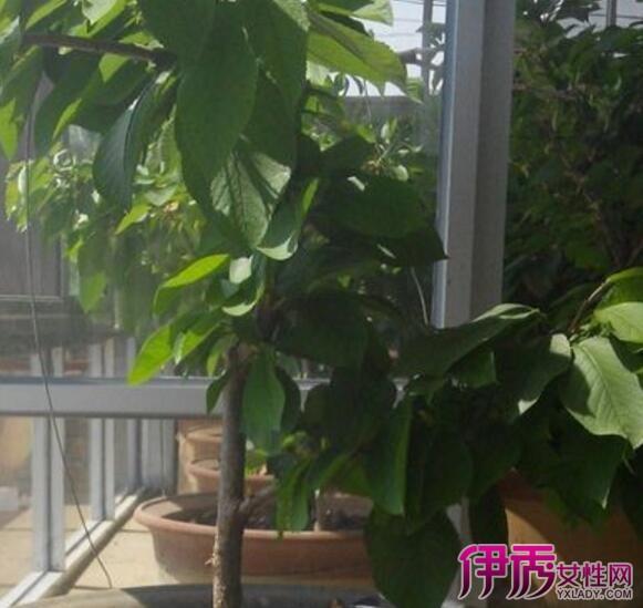 盆栽樱桃树几年结果|life.yxlady.com
