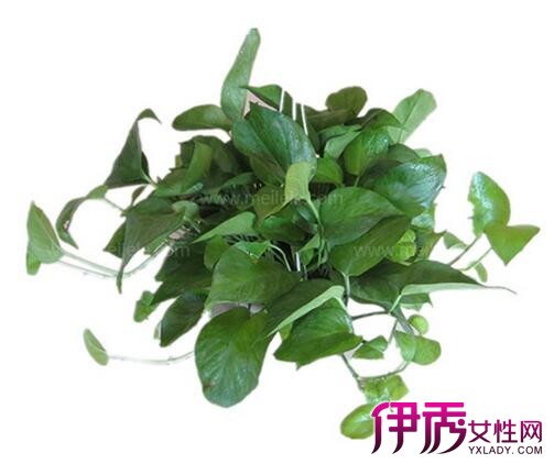 冬天绿萝怎么养长得快|life.yxlady.com