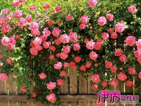 蔷薇科花卉植物有哪些|life.yxlady.com