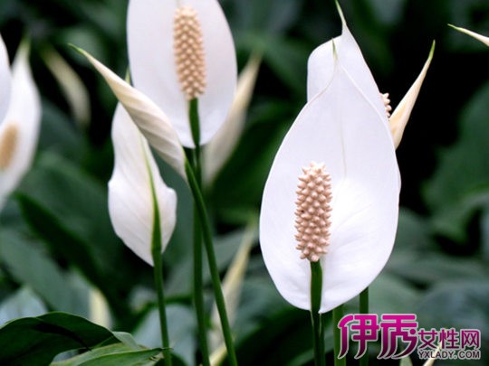 白掌放在适合卧室|life.-伊秀v卧室小dnf补丁表情包男神枪图片