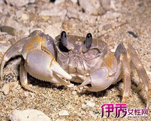 螃蟹怎样保存|life.yxlady.com