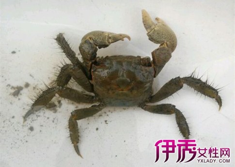 一只螃蟹几条腿?