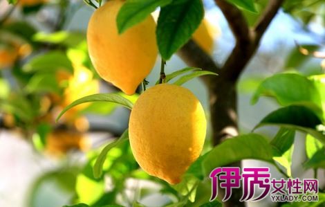 柠檬切开后可以放多久|life.yxlady.com-伊秀生活