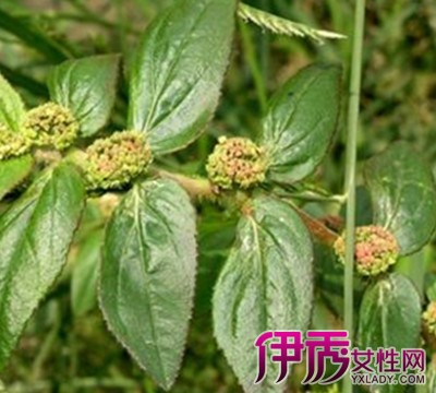 【图】飞扬草的功效与作用有哪些 飞扬草用药禁忌又有哪些
