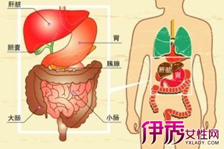 【图】右下腹部器官组织图汇总 介绍主要器官及病变治疗