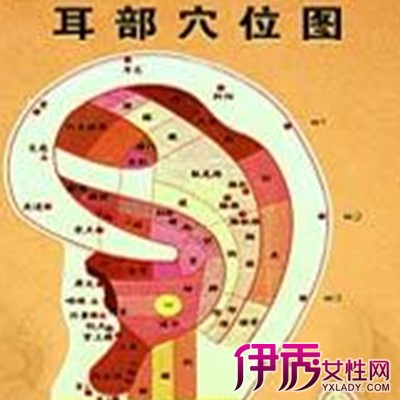 耳朵穴位对应器官图|life.yxlady.com-伊秀生活小常识