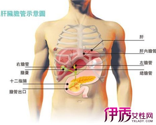 肝病的早期症状_肝病的症状