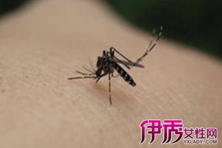 招蚊子的原因|life.yxlady.com