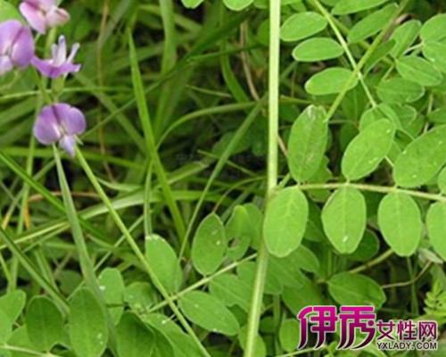 同州白蒺藜,潼蒺藜,沙蒺藜,夏黄草;沙苑子有补肝益肾,明目固精的功效