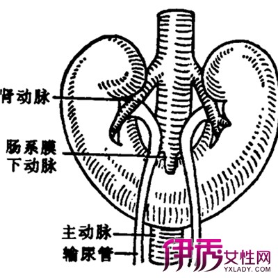 【图】盘点马蹄肾有什么危害 了解马蹄肾的症状及治疗方法