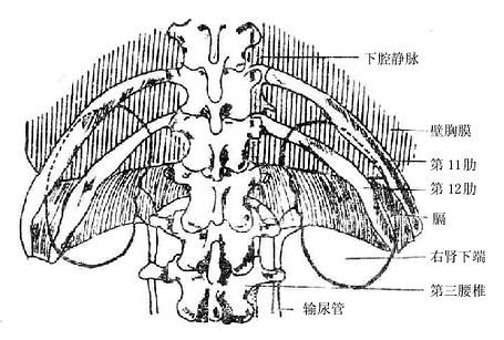 【图】什么是输尿管的三个生理狭窄 上接肾盂下连膀胱