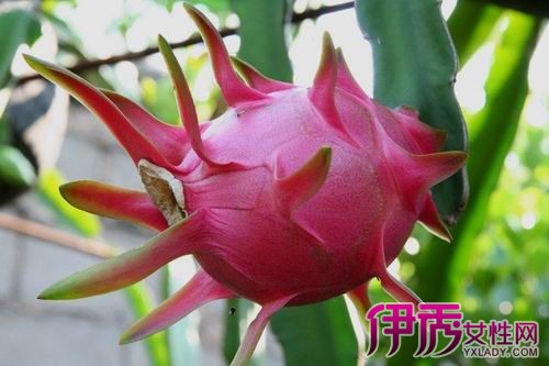 火龙果是热性还是凉性|life.yxlady.com