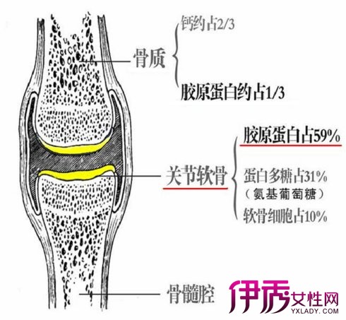 兔膝骨性关节炎软骨损伤及降钙素的保护作用