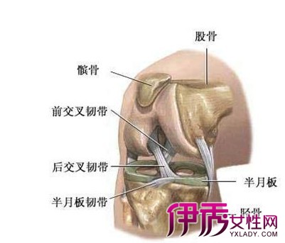 膝关节半月板损伤是一种以膝关节局限性疼痛,部分患者有打软腿或膝