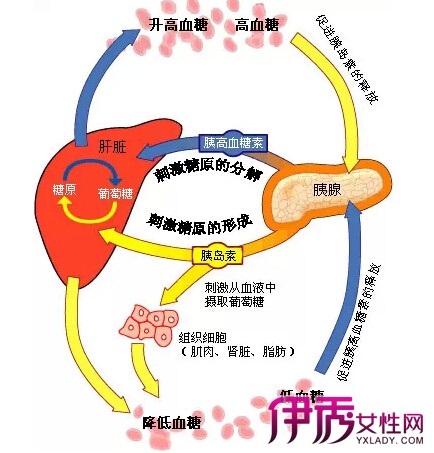 【图】探秘胰岛素对血糖浓度的影响 盘点胰岛素的功效作用