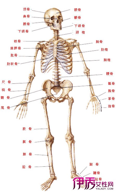 【图】人体骨骼名称详解 带你了解你的身体骨骼