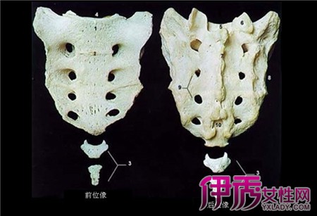 屁股中间骨头疼|life.yxlady.com