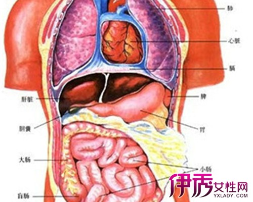 中医学把人体内在的重要脏器分为脏和腑两大类,有关脏腑的理论称为"