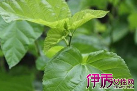 【图】干桑叶泡水喝的功效与作用 桑叶泡水喝的6大功效图片