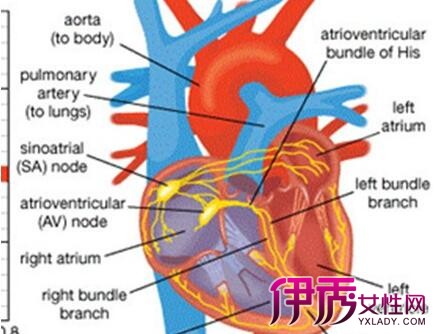 【图】心房肥大是怎么回事呢? 了解心脏体积增大的治疗方法