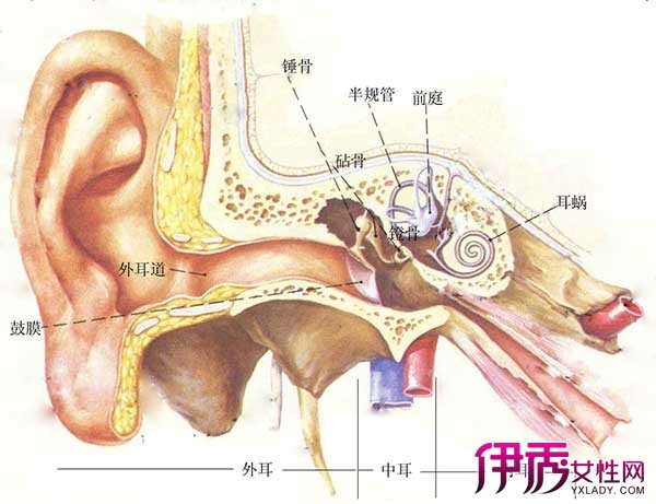 【图】耳朵真菌感染怎么办? 为你盘点4种治疗的方法