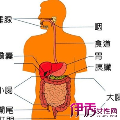 消化性溃疡主要指发生于胃和十二指肠的慢性溃疡,是一种多发病,常见