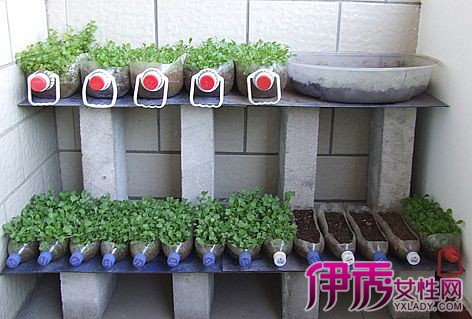 正文  自制阳台种菜盆 ①可以选择宽大透气性好的容器,比方说种植箱