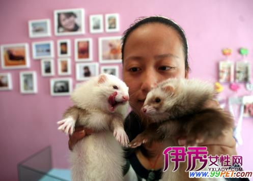 宠物貂颜色各异,价格也有所差异