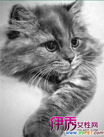 素描铅笔画神犬小七