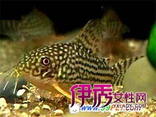 孔雀鱼混养鱼类