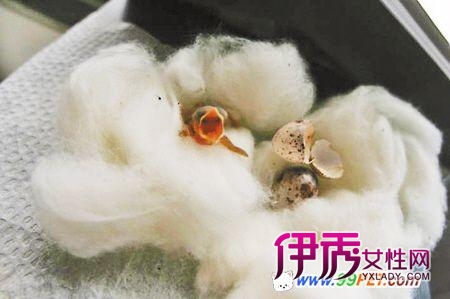 鹌鹑蛋孵化