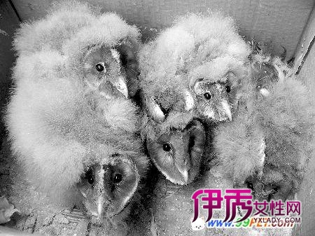 黄鹂燕子信息正文有牛蛙,大山雀,益虫,啄木鸟,益鸟,白头翁等行业如何v黄鹂杜鹃图片