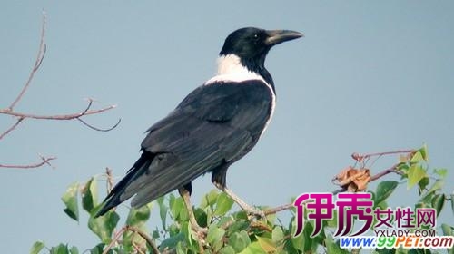 点击图片查看详情 logo是什么意思_繁衍是什么意思