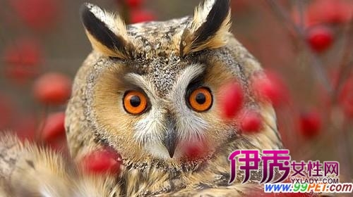 中国捕鸟网_中鸟网