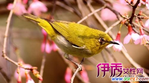 绣眼鸟掉眼圈怎么回事图片