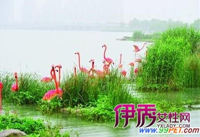 火烈鸟睫毛膏_火烈鸟睫毛膏好用吗_火烈鸟化