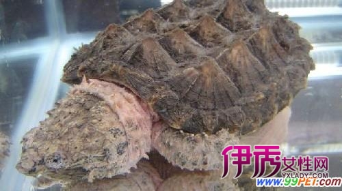 小鳄龟-小鳄龟价格_小鳄龟怎么养_小鳄龟吃什么_小鳄