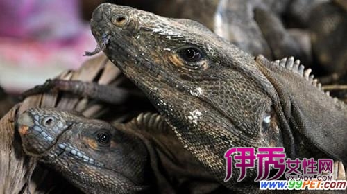 走进世界上蜥蜴最多的首都(图)