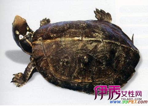 四眼斑水龟_四眼斑水龟价格_眼斑水龟_四眼水龟|life ...